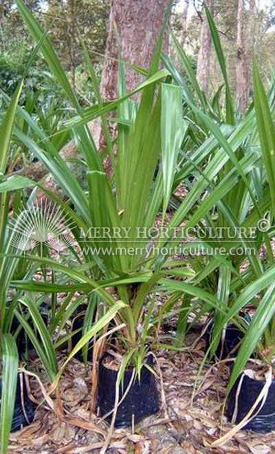 Pandanus tectoris green